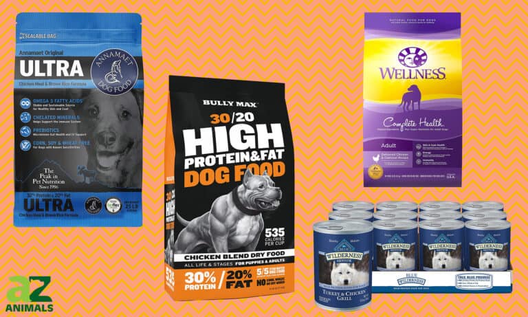 Dog Food for Pitbulls