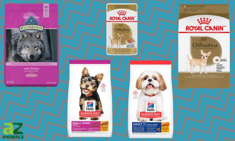 Best Dog Food for Chihuahuas