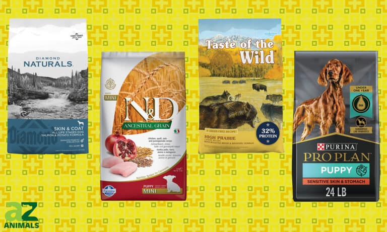 Dog Food for Shedding