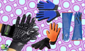 The Best Cat Grooming Glove: Reviewed and Ranked Picture