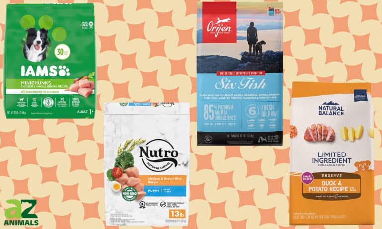 Best Dog Food for French Bulldogs