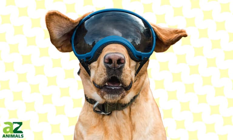 Rex Specs Guide