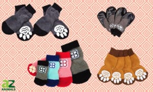 We Found the Best Dog Socks: Ranked and Reviewed Picture