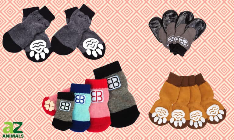 Best Dog Socks
