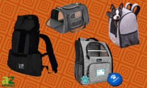 Best Pet Backpacks: Ranked and Reviewed Picture