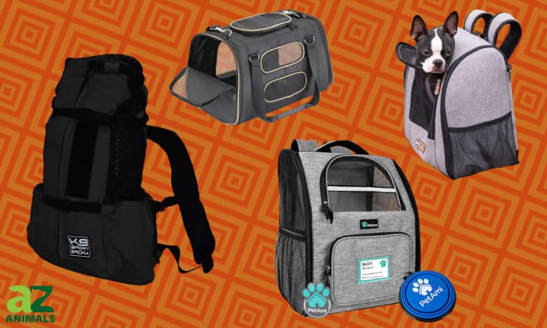 Best Pet Back Pack