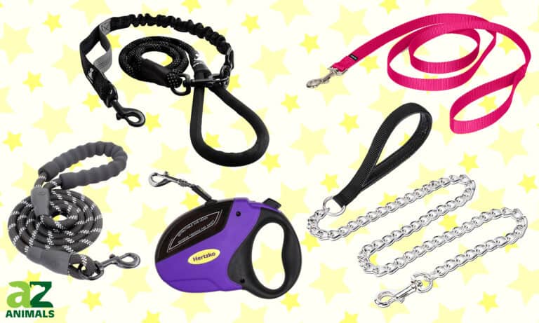 Best Big Chains for Dogs