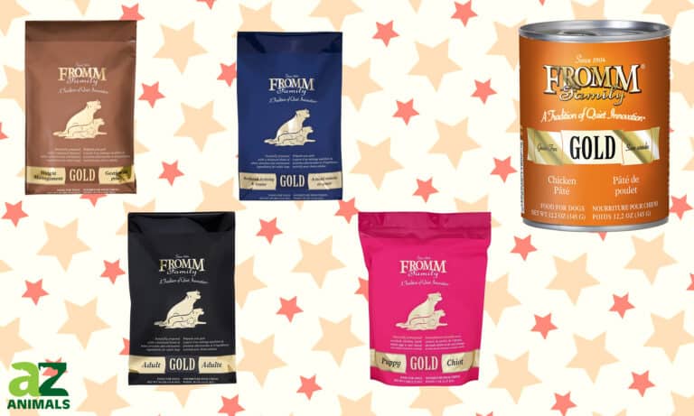 Best Fromm Dog Food