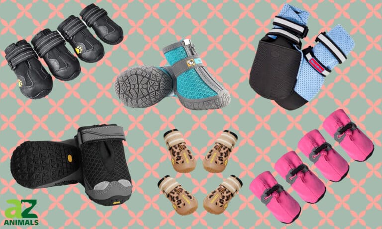 Best Dog Shoes for Summer