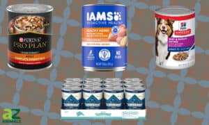 The Best Wet Food for Senior Dogs Picture