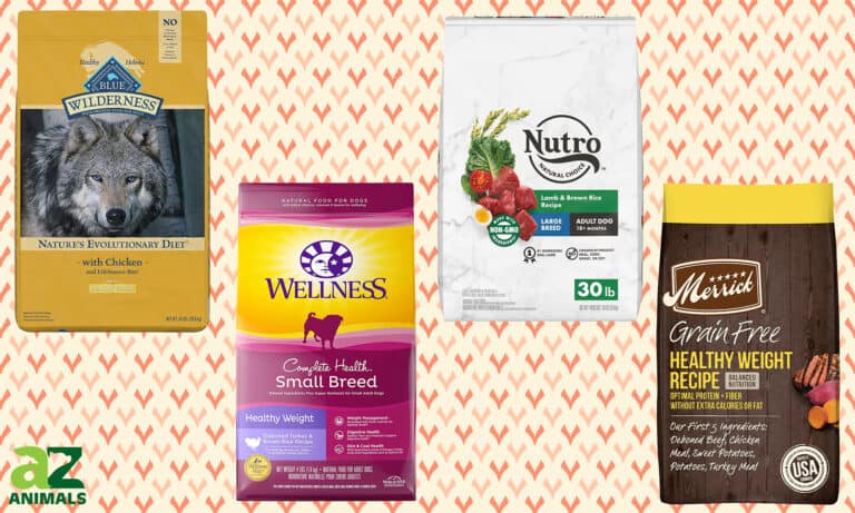 Best Dog Food for Weight Loss