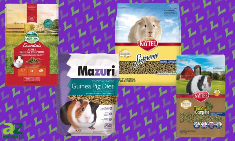 Best Guinea Pig Pellets