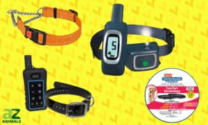 The Best Puppy Collar: Reviewed and Ranked Picture