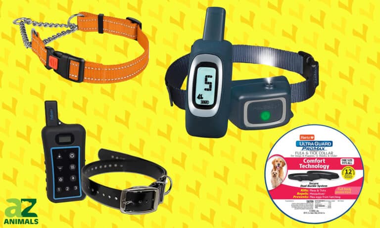 Best Puppy Collar