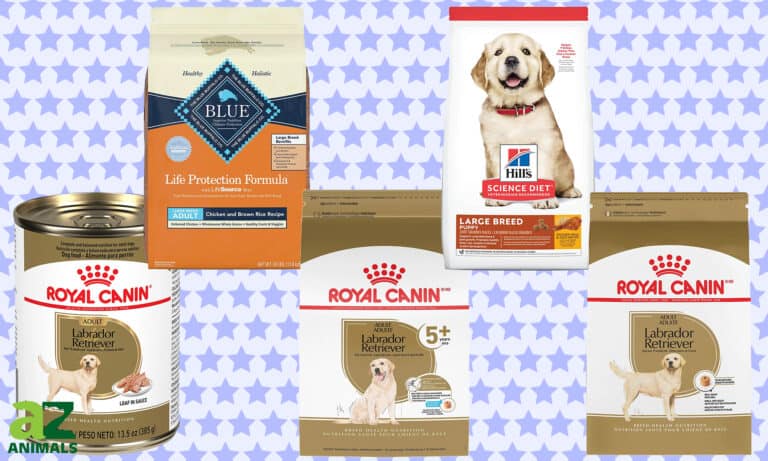 Best Dog Food for Labrador Retrievers