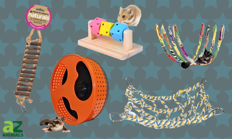 Sugar Glider Toys