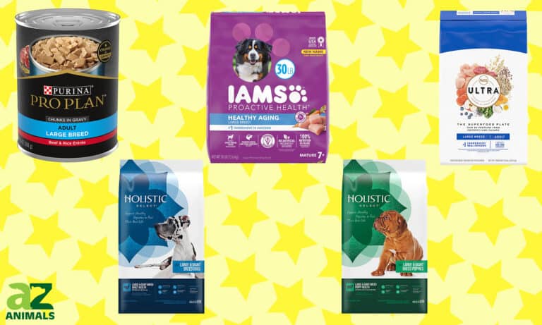 Best Dog Food for Great Danes