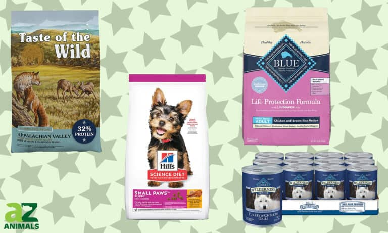 Best Dog Food for Small Dogs