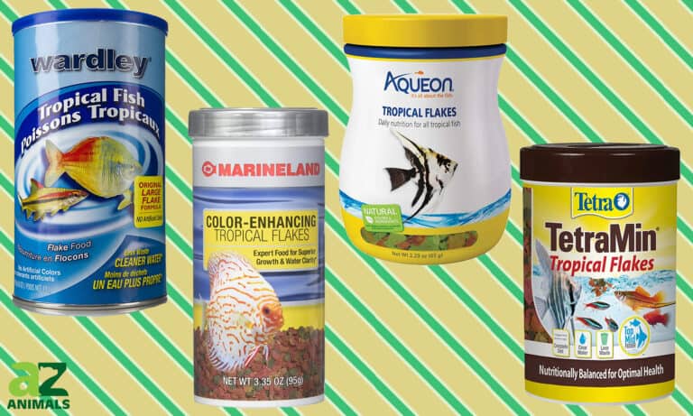 Best Flake Food For Fish