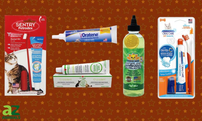 Best Cat Toothpaste