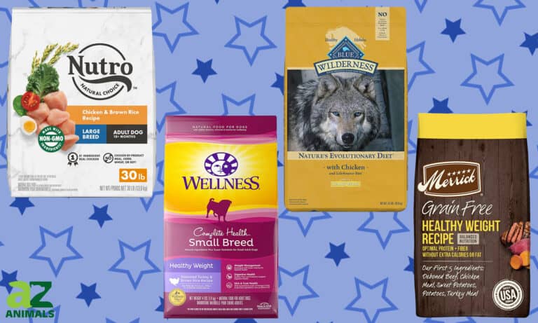 Best Dog Food for Weight Control