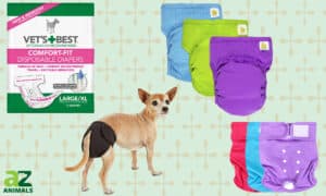 Best Dog Pants: Reviewed and Ranked Picture