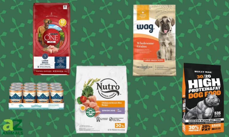 Best Dog Food for the American Bully