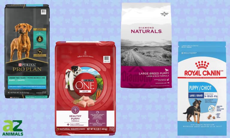 Best Dog Food for Large Breed Puppies
