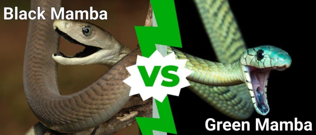 black mamba vs green mamba