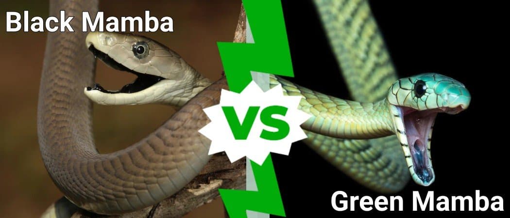 Black Mamba Vs Green Mamba: 5 Key Differences - A-Z Animals