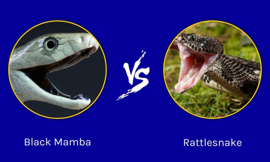 Rattlesnake Vs Black Mamba