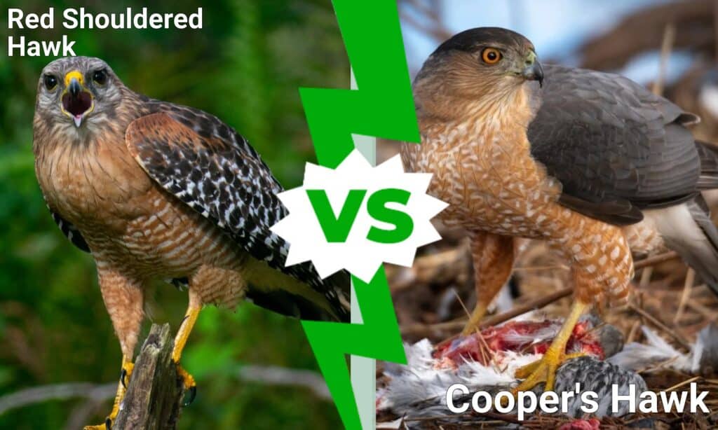 red shouldered hawk vs cooper's hawk