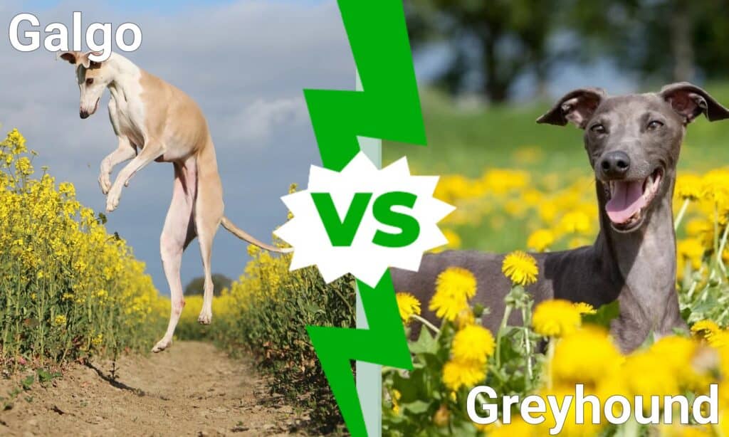 galgo vs greyhound
