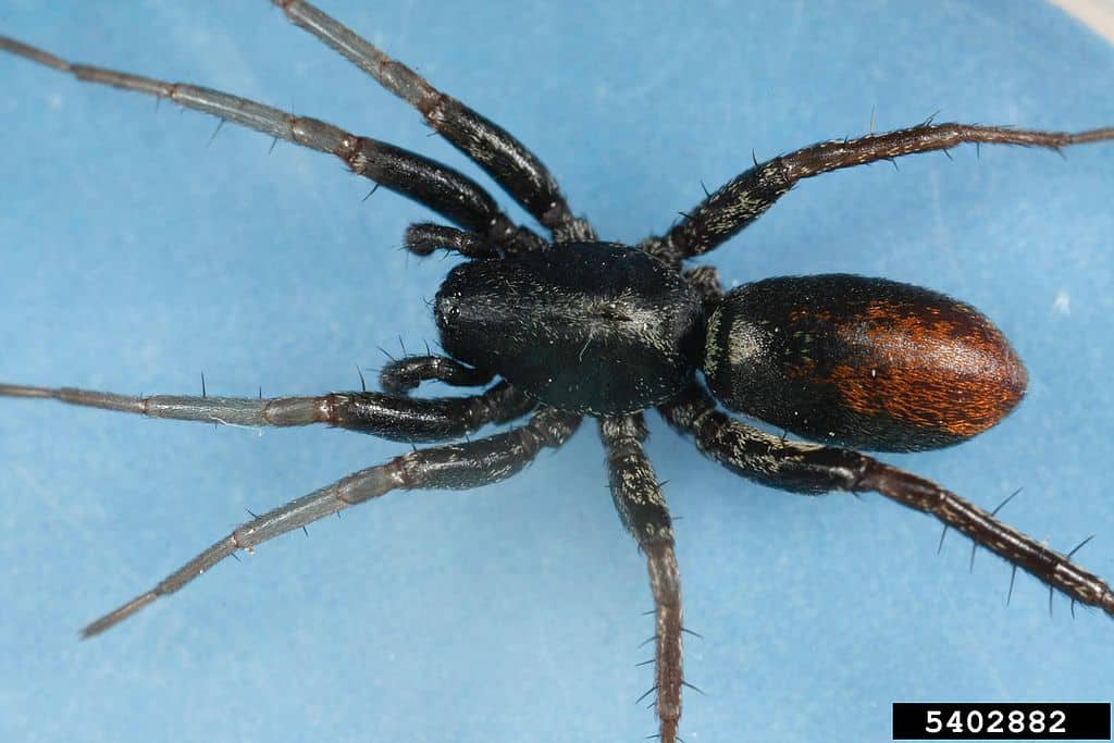 Black spider in South Texas kitchen sink? Bread tab for scale : r/spiders