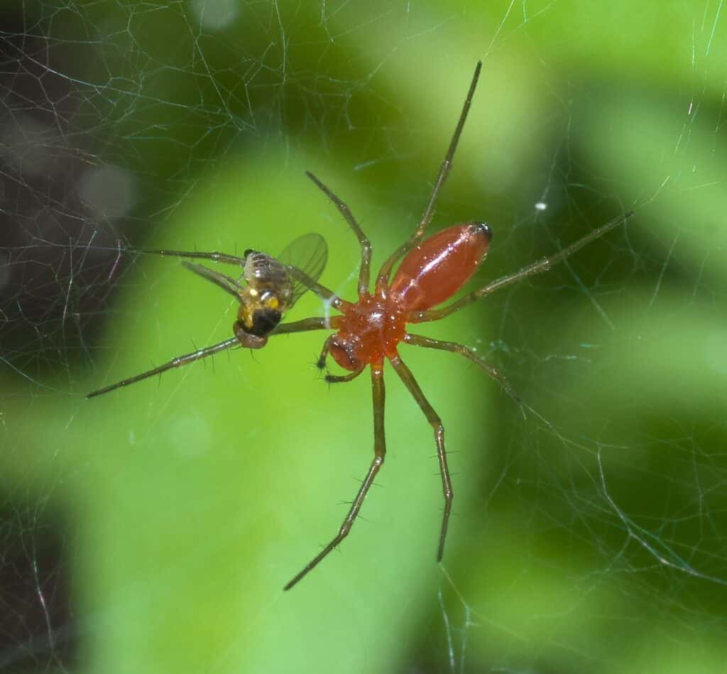 animal black with red legs