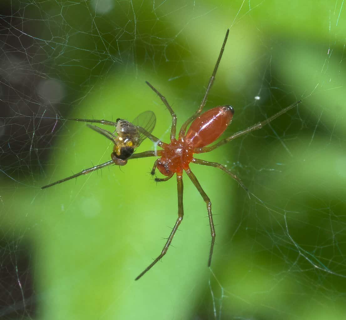 16 Black And Red Spiders (With Pictures Of Each) - A-Z Animals