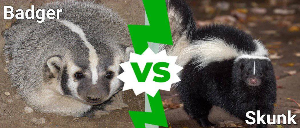 Badger Vs Skunk - IMP WORLD