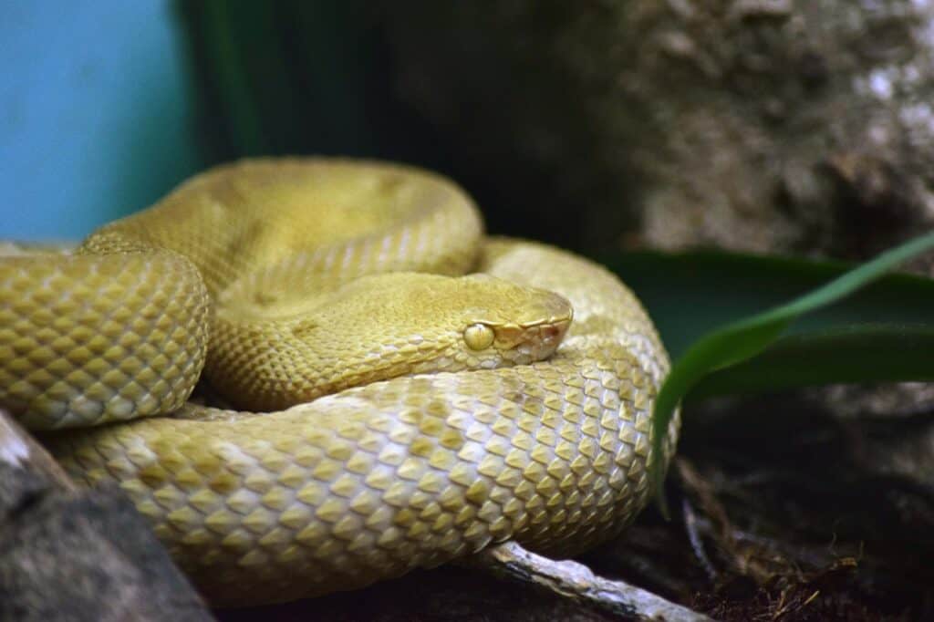 Snake Island vipers: predator or prey? - UGA Today