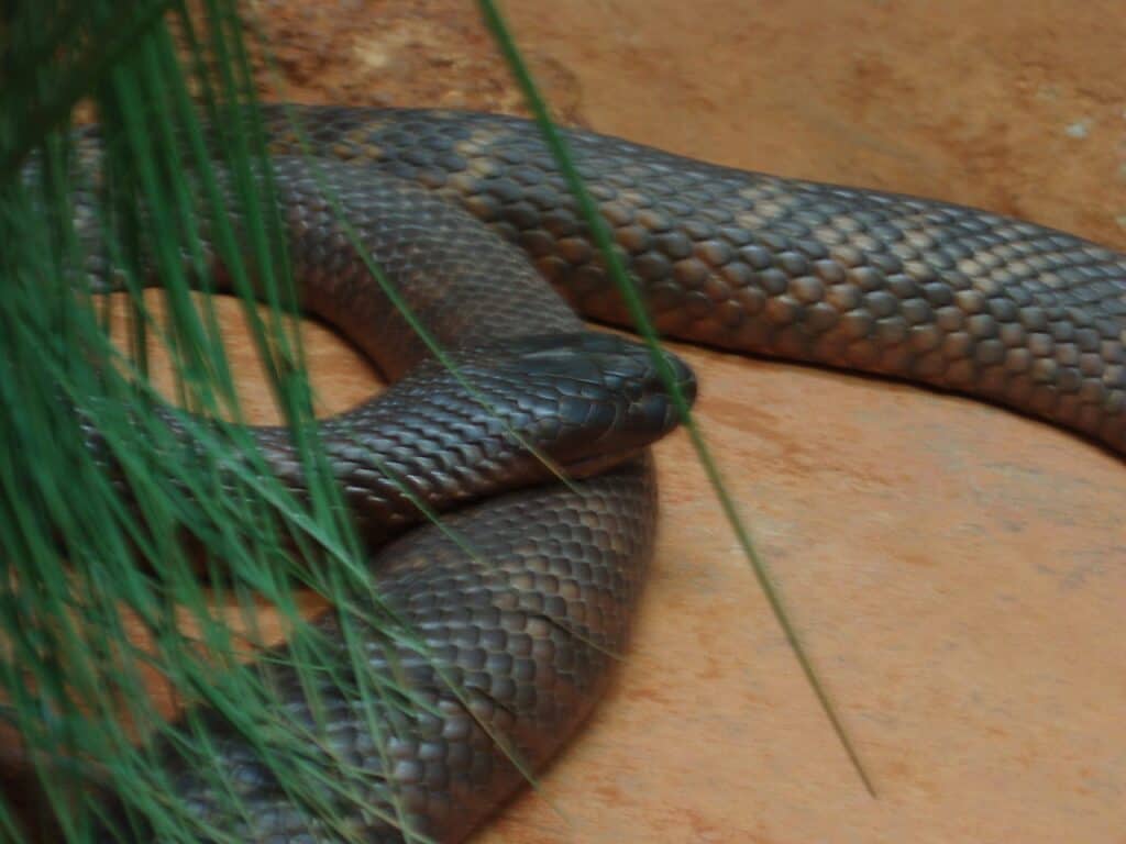 Darker collett’s snake behind plant