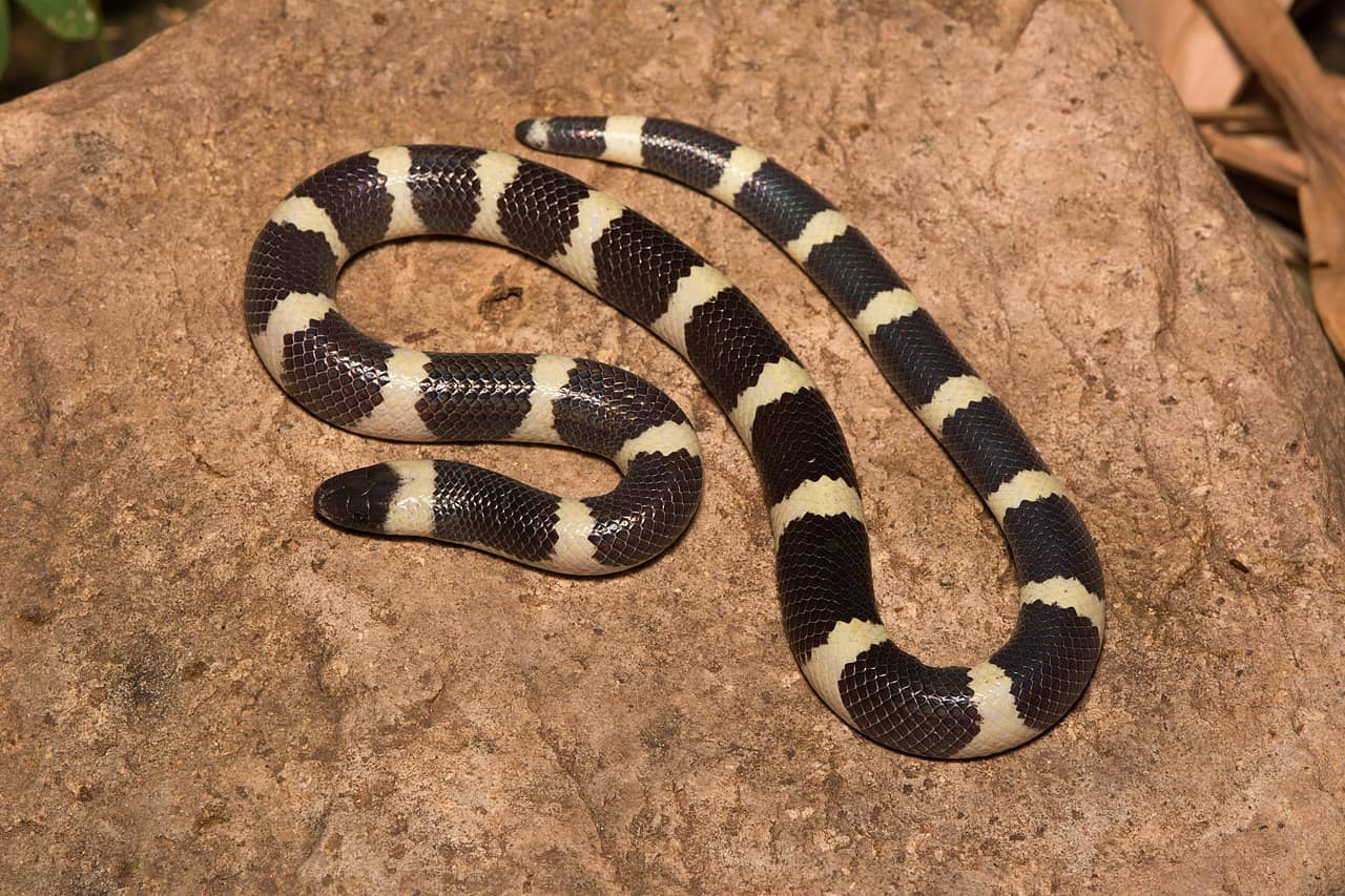 Picture Idea: 10 Snakes That Live In The Desert 1 Is Terrifying