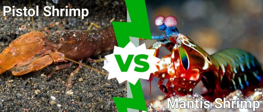 Mantis Shrimp Injury
