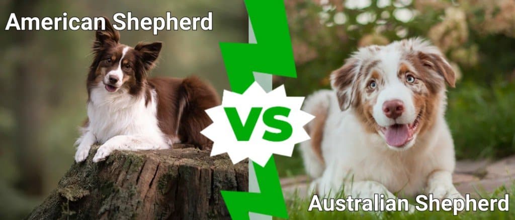 american shepherd vs australian shepherd