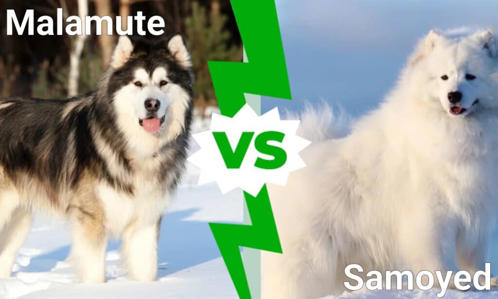 Malamute vs Samoyed