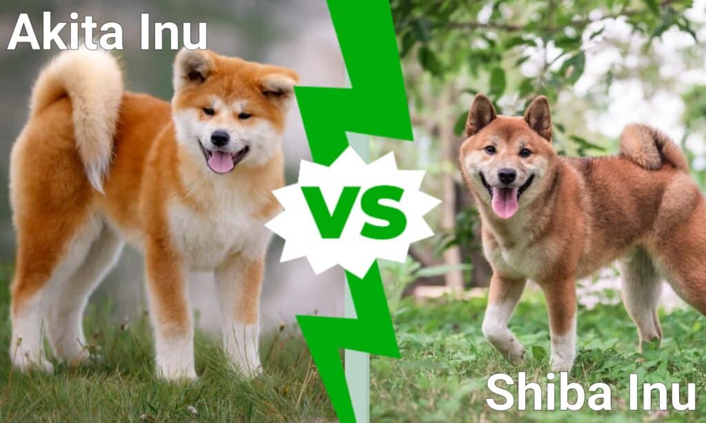 what the diff between a shiba inu and akita