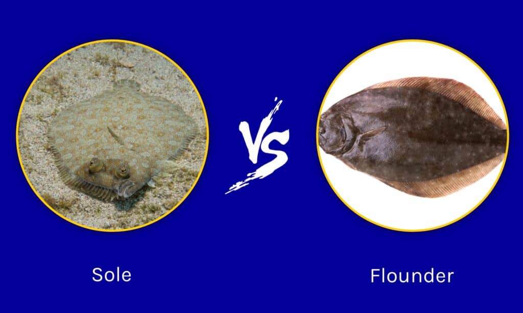 Sole  vs Flounder