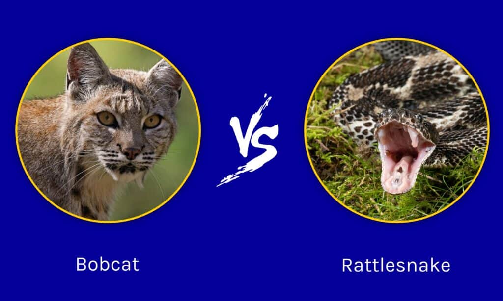 Bobcat vs Rattlesnake