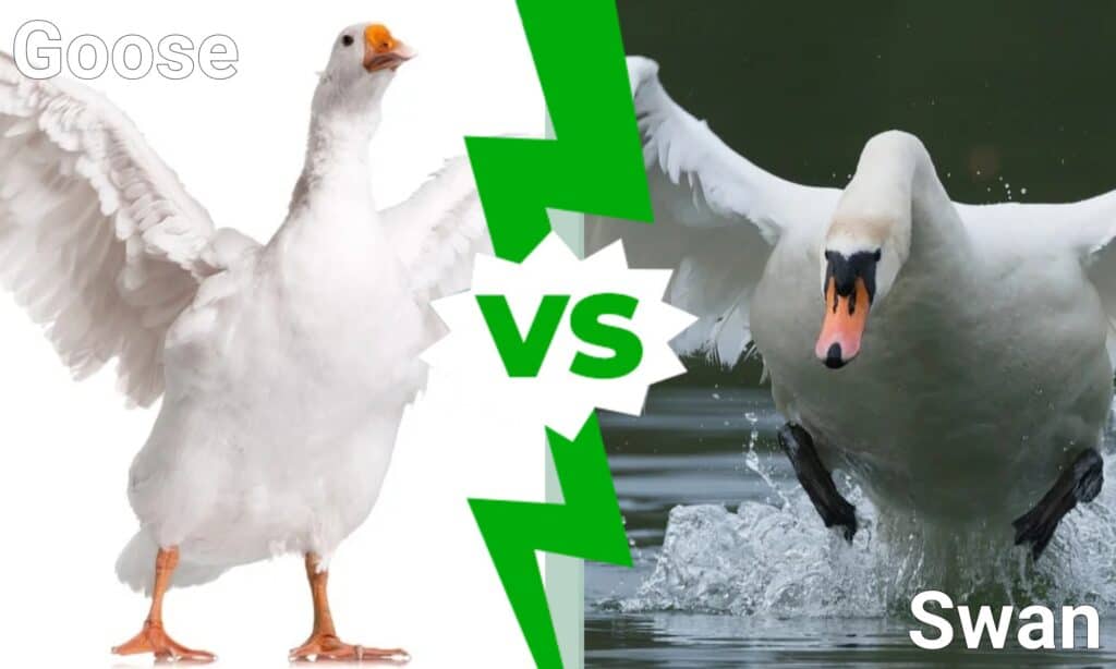 Goose vs Swan