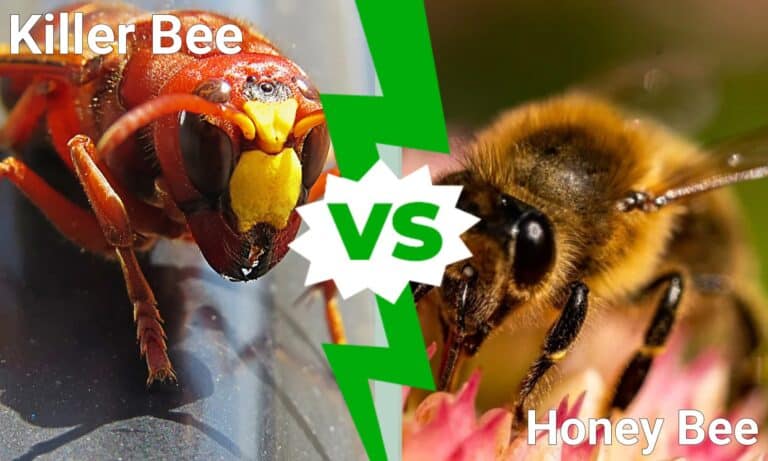 Killer Bee Vs Honey Bee: What Are The Differences? - A-Z Animals