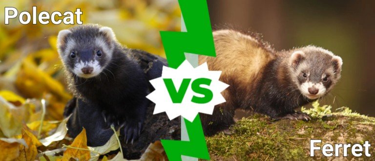 Polecat vs Ferret: What Are the Differences? - A-Z Animals