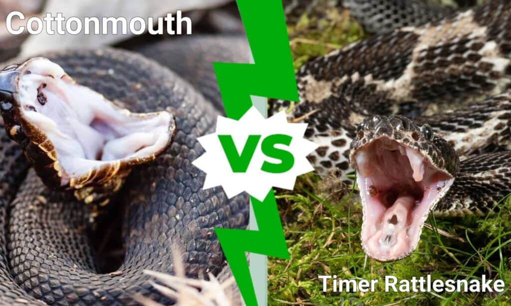 Cottonmouth vs Timer Rattlesnake